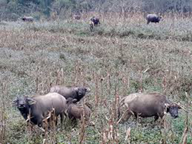 Khoảng 14h chiều 11/3/2014, khi đang chăn trâu tại khu vực Na Hua Ta, thuộc bản Phiên Mựt, xã Mường Giôn (huyện Quỳnh Nhai, Sơn La), cháu Lường Văn Tuấn, người bản Phiên Mựt, nghe thấy tiếng nổ chát chúa. Nghĩ rằng có người đang săn thú nên Tuấn đã chạy đến khu vực có tiếng súng. Khi vừa đến nơi, Tuấn hoảng hốt thấy một người đàn ông nằm trên vũng máu ngay vệ đường. Hoảng sợ, cậu bé chạy về bản gọi người lớn đến cứu. (Ảnh minh họa)