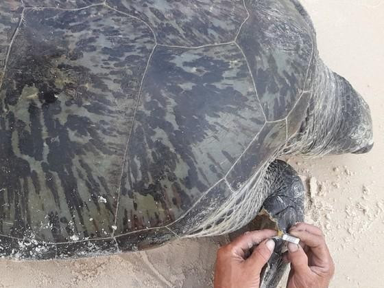 Sau khi tiếp nhận thông tin từ các ngư dân và học sinh, Ban Quản lý Khu bảo tồn biển đảo Cồn Cỏ đã cử tình nguyện viên kiểm tra sức khỏe, gắn thẻ định danh số hiệu VN (C) 00029 và phối hợp với chính quyền và ngư dân địa phương đưa cá thể vích quý hiếm về lại môi trường biển. Ảnh: Sài Gòn Giải Phóng.