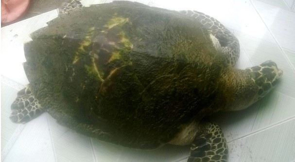 Sáng 26/10/2016, em Nguyễn Quyết (16 tuổi, ngụ tổ dân phố An Cư Tây, thị trấn Lăng Cô, huyện Phú Lộc, tỉnh TT - Huế) bơi thuyền trên đầm Lập An (Lăng Cô) phát hiện một cá thể rùa nổi lên trên mặt nước nên quyết định đưa về nhà chăm sóc, bảo vệ và báo cho chính quyền địa phương cùng Chi cục Thủy sản tỉnh. Ảnh: Dân trí.