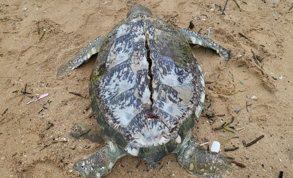 Vào sáng ngày 4/9, một số công nhân môi trường đang dọn rác tại bãi Trước, phường 1 (TP Vũng Tàu) thì phát hiện xác một cá thể rùa biển quý hiếm dài 1,1m, mai rộng 62 cm và nặng hơn 80 kg dạt vào mép bờ. Trên mai rùa bị nứt một đường dài chạy dọc thân. Cá thể rùa này đang trong giai đoạn phân hủy nên các công nhân trình báo cơ quan chức năng. Ảnh: Vietnamnet.