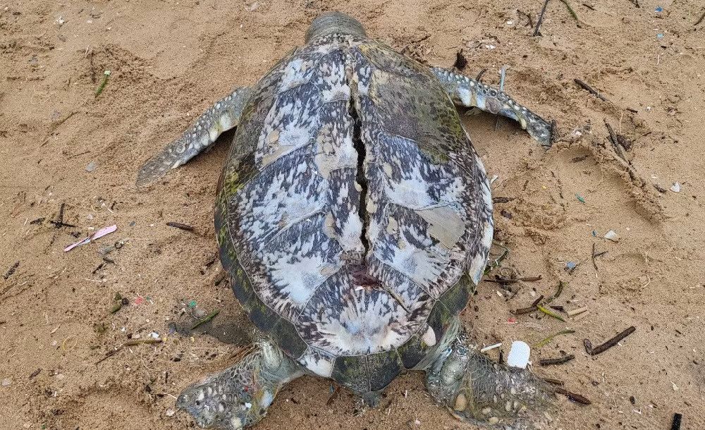 Vào sáng ngày 4/9, một số công nhân môi trường đang dọn rác tại bãi Trước, phường 1 (TP Vũng Tàu) thì phát hiện xác một cá thể rùa biển quý hiếm dài 1,1m, mai rộng 62 cm và nặng hơn 80 kg dạt vào mép bờ. Trên mai rùa bị nứt một đường dài chạy dọc thân. Cá thể rùa này đang trong giai đoạn phân hủy nên các công nhân trình báo cơ quan chức năng. Ảnh: Vietnamnet.