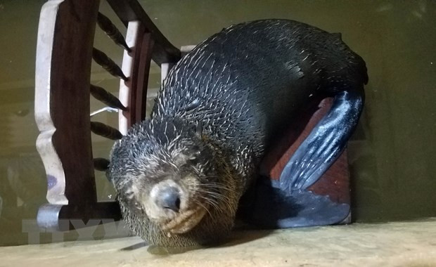 Vào khoảng 6h ngày 9/12/2019, trong lúc đi làm nghề trên biển về, ông Bùi Phăng và Bùi Tiến đã phát hiện một con hải cẩu nặng khoảng 20 kg, chiều dài hơn 70 cm trôi dạt vào bờ gần khu vực bãi ngang thôn Hải Tiến, thị trấn Thuận An, huyện Phú Vang (Thừa Thiên - Huế). Theo đó, họ đã dùng vợt bắt đưa về nhà và chăm sóc cẩn thận trong bể nước. Ảnh: TTXVN.
