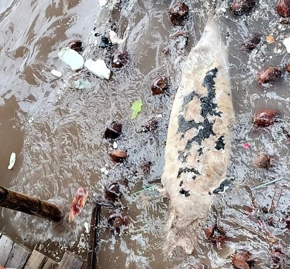 Theo ước tính, con cá voi này dài khoảng 12m, ngang 2m và trọng lượng hơn 5 tấn. Vào ngày 11/5/2023, cơ quan chức năng tổ chức chôn xác cá voi đang trong giai đoạn phân hủy tại địa bàn xã Thái Thượng. Ảnh: Lao động.