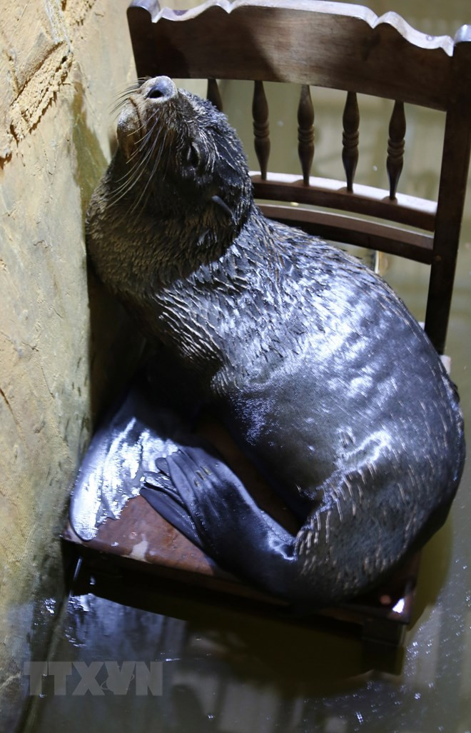 Sau khi nhận được tin báo, Chi cục Thủy sản tỉnh Thừa Thiên - Huế đã đạt được thỏa thuận và hỗ trợ người dân bắt được cá thể hải cẩu trên rồi bàn giao lại cho đại diện Trung tâm Cứu hộ sinh vật biển Nha Trang để chăm sóc trước khi đưa trở lại thiên nhiên. Ảnh: TTXVN.