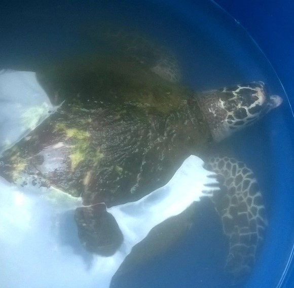 Qua kiểm tra, cơ quan chức năng xác định, cá thể rùa biển mà Quyết phát hiện trôi dạt vào đầm Lập An là loài đồi mồi, họ Vích, bộ rùa biển (tên khoa học Eretmochelys imbricata). Cá thể rùa biển quý hiếm này có kích thước dài 50 cm, chiều rộng mai 35 cm, nặng 6 kg, sức khỏe bình thường, mai rùa có 4 đôi tấm vảy đối xứng dạng lợp ngói, đầu nhọn. Được cơ quan chức năng tuyên truyền, vận động, gia đình em Nguyễn Quyết đồng ý thả cá thể đồi mồi về vùng biển thị trấn Lăng Cô. Ảnh: Dân trí.