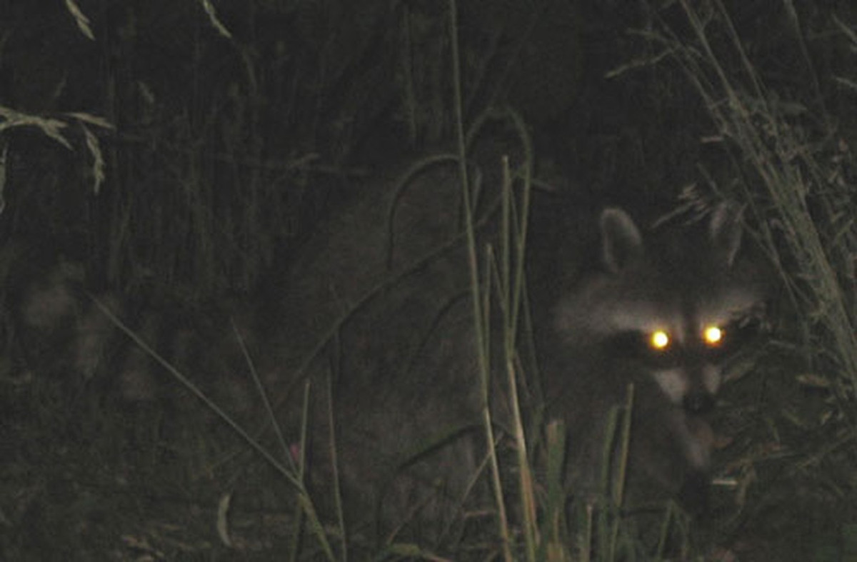 Trải qua hơn 500 năm, ngôi mộ của nhà sư Nghiêm Cự Quang bị hư hại, xuống cấp. Trong đó, những hoa văn trên các bức tường bị phai mờ, không còn nhìn thấy rõ chi tiết và màu sắc.