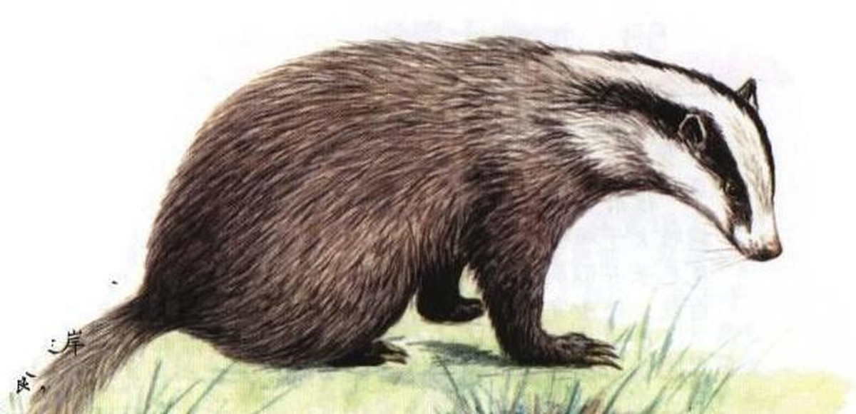 Khi đang chăm chú xem nội dung trên tấm bia, nhóm chuyên gia giật mình thấy có thứ gì đang cử động và phát ra ánh sáng. Bất ngờ, 2 "quái thú" chạy vụt ra khỏi mộ.