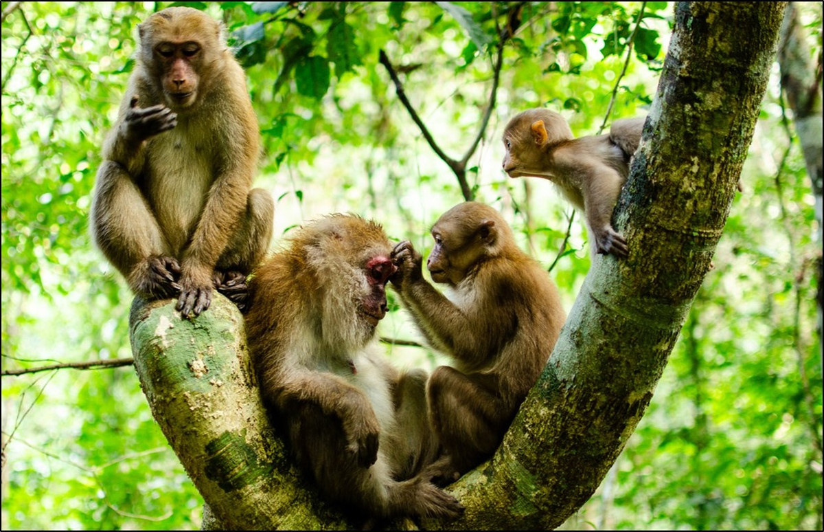 Cá thể khỉ mốc có lông dày và dài. Màu lông trên cơ thể có thể thay đổi từ màu nâu sẫm tới màu nâu vàng nhạt. Trong đó, phần vai, gáy, đỉnh đầu và tai thường có lông màu sáng hơn và vàng hơn phía sau chân và đuôi. Đuôi của khỉ mốc thường mập phần gốc.
