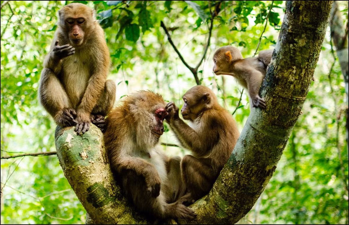 Cá thể khỉ mốc có lông dày và dài. Màu lông trên cơ thể có thể thay đổi từ màu nâu sẫm tới màu nâu vàng nhạt. Trong đó, phần vai, gáy, đỉnh đầu và tai thường có lông màu sáng hơn và vàng hơn phía sau chân và đuôi. Đuôi của khỉ mốc thường mập phần gốc.