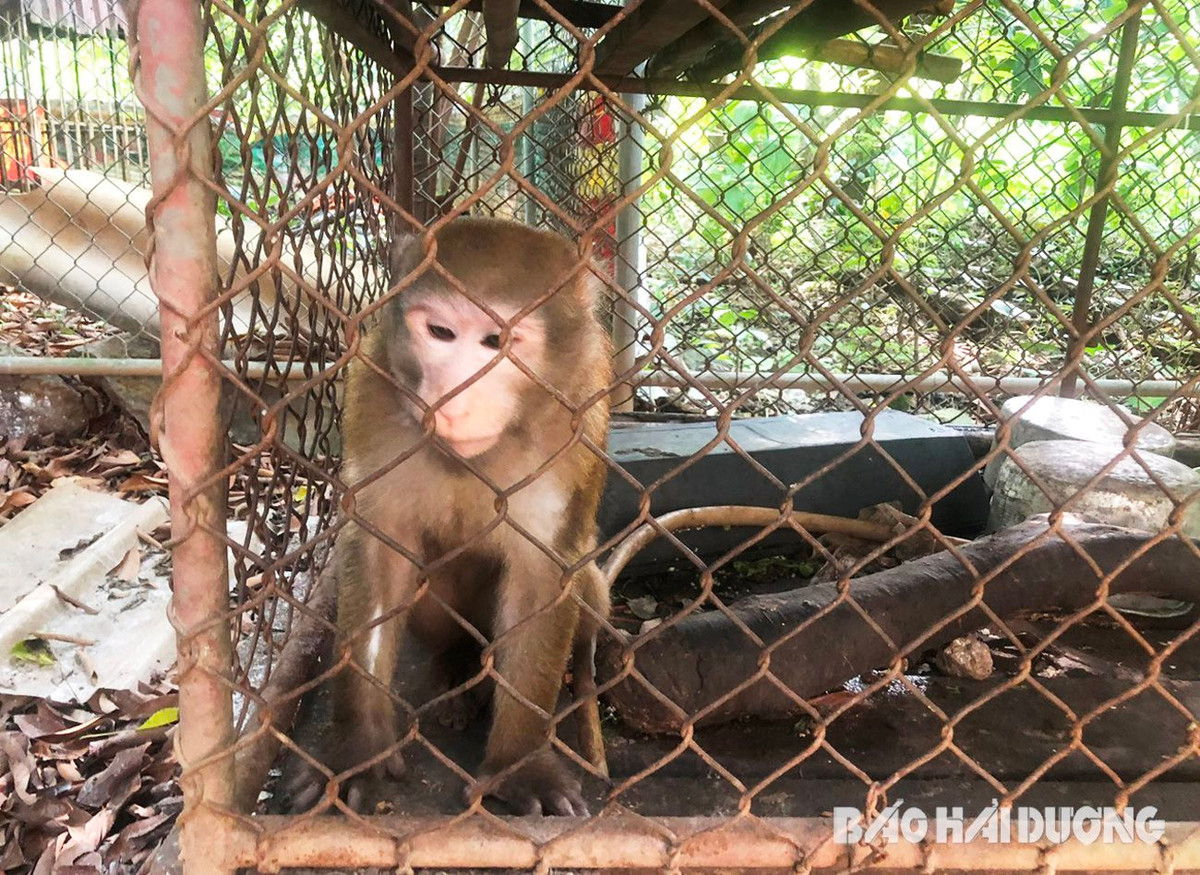 Sáng 6/9, Vườn quốc gia Vũ Quang (tỉnh Hà Tĩnh) tiếp nhận 11 cá thể khỉ quý hiếm do Hạt Kiểm lâm Kinh Môn (Chi cục Kiểm lâm Hải Dương) phối hợp Tổ chức Động vật châu Á bàn giao.