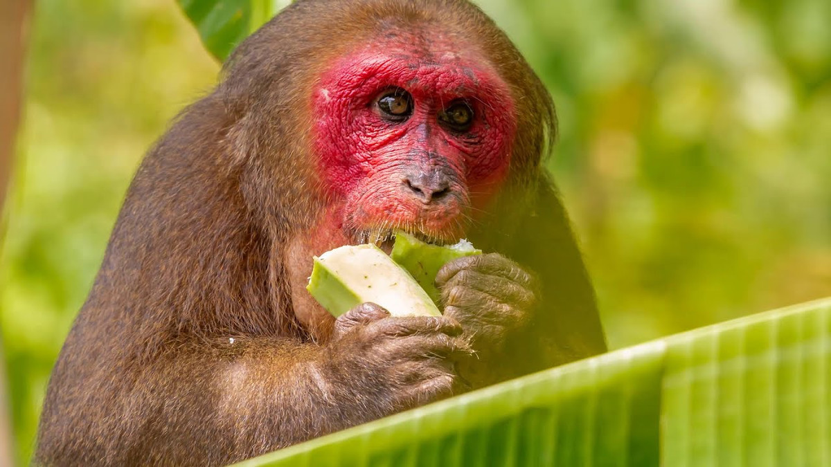 Cá thể khỉ mặt đỏ có đặc điểm nổi bật là lông màu sẫm pha đỏ, nâu hoặc đen ở phần trên cơ thể, mặt đỏ. Đuôi khỉ to và ngắn. Con non có màu lông vàng nhạt đến trắng.