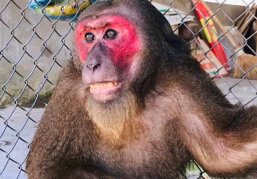 Khỉ mặt đỏ có tên khoa học là Macaca arctoides. Đây là loài có tên trong danh mục Sách đỏ Việt Nam, là loài động vật rừng nguy cấp, quý hiếm cần được bảo vệ thuộc nhóm IIB.