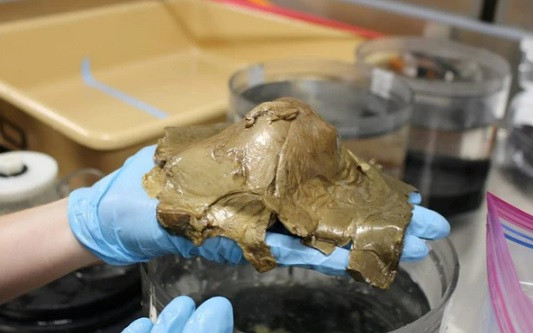 Kế đến, "quả trứng vàng" được đưa lên mặt biển rồi chuyển tới phòng nghiên cứu. Sau đó, các nhà nghiên cứu tiến hành kiểm tra, xét nghiệm ADN trong phòng thí nghiệm với hy vọng sẽ sớm tìm ra lời giải.