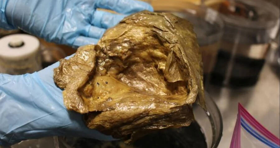 Qua quan sát, các chuyên gia phát hiện một lỗ hổng ở phía trước của "quả trứng vàng". Họ suy đoán lỗ hổng này có thể là kết quả của sự va chạm giữa nó với một sinh vật biển khác.