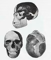 Giới nghiên cứu hy vọng tìm được những hóa thạch của các loài người cổ xưa để có thể tìm ra sơ đồ tiến hóa hoàn chỉnh của nhân loại. Vì vậy, phát hiện của ông Woodward và Dawson khiến các nhà khoa học vui mừng vì góp phần giúp hoàn thiện sơ đồ tiến hóa của loài người.