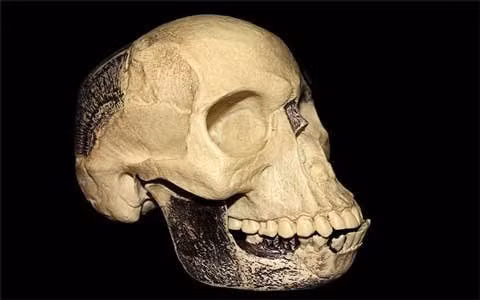 Công chúng từng "ăn cú lừa" ngoạn mục khác là vụ "người Piltdown". Vào tháng 12/1912, nhà sinh vật học người Anh Arthur Smith Woodward và nhà sưu tập đồ cổ nghiệp dư Charles Dawson tuyên bố với thế giới rằng, họ đã phát hiện một hóa thạch người thời kỳ đầu rất đáng kinh ngạc ở Piltdown, Anh. Nó được đặt tên khoa học là Eoanthropus dawsoni, nhưng thường được biết đến với tên Người Piltdown.