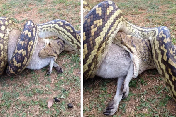 Trăn là loài động vật đáng sợ trong thế giới tự nhiên. Chúng có thể ăn thịt hầu như bất kỳ sinh vật nào mà chúng gặp phải nhờ cấu trúc hàm đặc biệt.