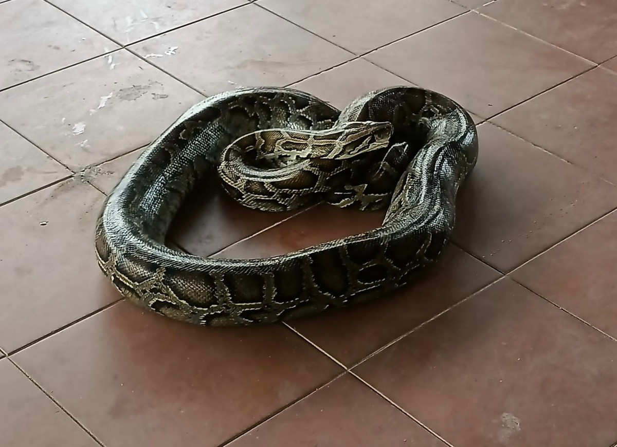 Tiếp đến, người dân thông báo và bàn giao cá thể trăn "khủng" cho cơ quan chức năng.