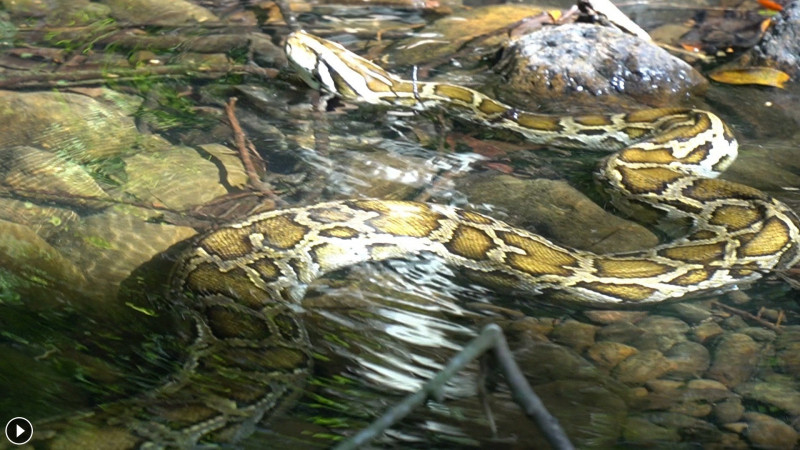 Do đó, ông Trần Chất hô hoán mọi người cùng bắt con trăn. Bốn người đàn ông đã cùng nhau bắt được cá thể trăn nặng 24 kg, dài hơn 4m.