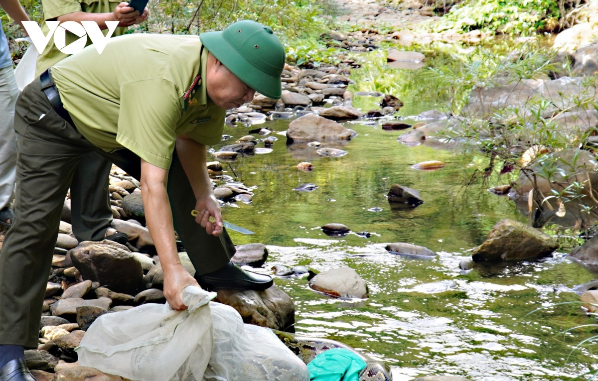 Khu vực thả con trăn "khủng" trên được Ban quản lý Khu bảo tồn thiên nhiên Đakrông bảo vệ và cách xa khu dân cư.