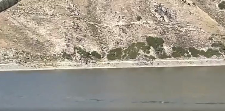 Cô Li mô tả sinh vật đó có chiều dài khoảng 15m, có màu bạc, di chuyển đều đặn trước khi biến mất.