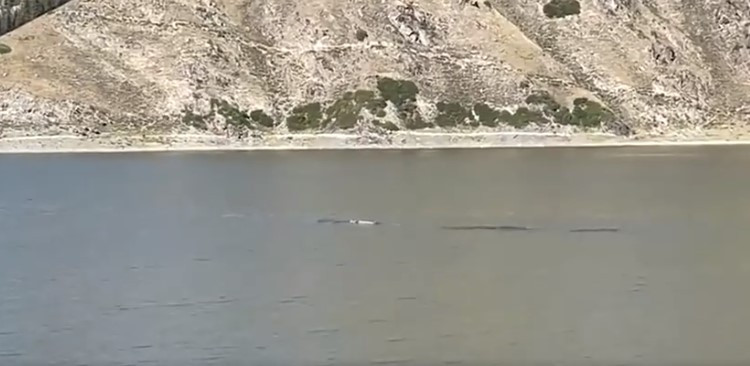 Bất ngờ, cô Li nghe thấy tiếng động giống như tiếng nổ và tiếng cá bơi trong nước.