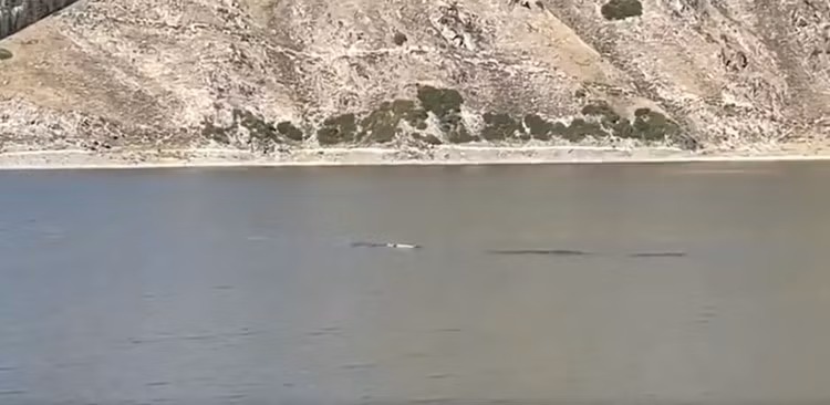 Bất ngờ, cô Li nghe thấy tiếng động giống như tiếng nổ và tiếng cá bơi trong nước.