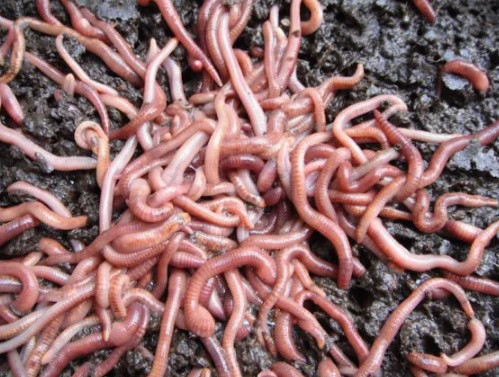 Vào ngày 23/4/1876, người dân ở gần Rutland, East Midlands, Anh chứng kiến một "trận mưa giun" khủng khiếp. Trong cơn mưa, hàng triệu con giun nhỏ màu đỏ rơi từ trên trời xuống. Mỗi con giun dài từ 7 - 10 cm.
