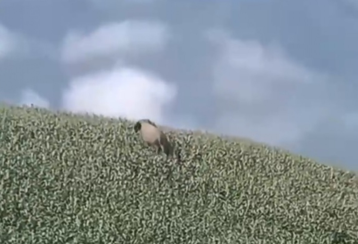 Người dân khu vực xã Phiêng Cằm, huyện Mai Sơn, tỉnh Sơn La, phát hiện một con voi cô đơn vào sáng 6/9. Vào thời điểm phát hiện, con voi hoang dã đang kiếm ăn rồi di chuyển rất nhanh trên một đồi ngô lớn. Sau đó, nó chạy nhanh khi phát hiện có người.