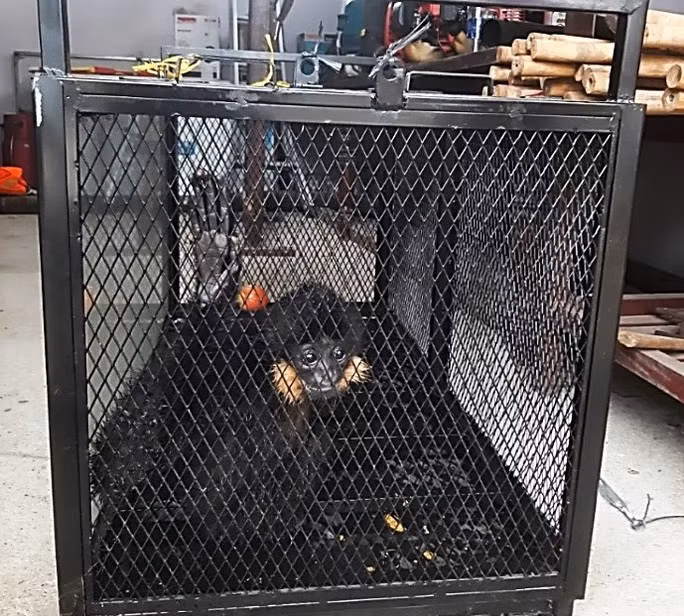 Vượn đen má hung là loài động vật rừng thuộc danh mục loài nguy cấp, quý hiếm nên Hạt Kiểm lâm Hòa Vang đã báo cáo và bàn giao cá thể này cho Chi cục Kiểm lâm thành phố lập các thủ tục liên quan theo quy định pháp luật để cứu hộ, tái thả tự nhiên.