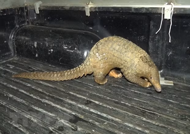 Vào đêm ngày 21/9/2020, hàng chục người dân thuộc Tổ dân phố Đoàn Kết, khu phố Đức Lập, thị trấn Đức Phong, huyện Bù Đăng, tỉnh Bình Phước, đã phát hiện và vây bắt thành công một con tê tê (trúc, trút) nặng khoảng 10 kg đi lạc vào khu dân cư.