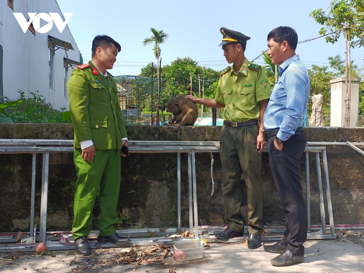 Sau khi được lực lượng Cảnh sát môi trường Công an tỉnh Thừa Thiên - Huế tuyên truyền, vận động, biết được đây là động vật thuộc nhóm 2B, nguy cấp, quý hiếm nên anh Nguyễn Văn T. đã giao lại cá thể khỉ mặt đỏ trên để lực lượng chức năng xử lý, thả về rừng tự nhiên. Đến ngày 8/3, Phòng Cảnh sát môi trường Công an tỉnh Thừa Thiên - Huế phối hợp với Hạt kiểm lâm thị xã Hương Thủy thả cá thể khỉ mặt đỏ về rừng tự nhiên.
