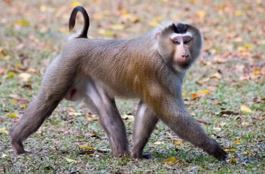 Qua kiểm tra, cơ quan chức năng xác định đó là 2 cá thể khỉ đuôi lợn quý hiếm ở trong tình trạng khỏe mạnh. Nhận định đây là khỉ đuôi lợn sinh sống trên bán đảo Sơn Trà đi lạc vào khu dân cư nên lực lượng chức năng đã tiến hành tái thả chúng về môi trường tự nhiên tại bán đảo.