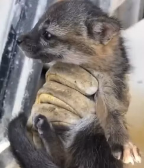 Malachi đặt tên cho con chó hoang là Fred. Sau vài tuần, con vật mà anh nuôi ngày càng lớn lên. Hình dáng của nó khiến anh kinh ngạc bởi con vật không phải chó mà thực chất là một con cáo.