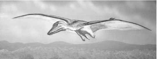 Một số người dân địa phương rất sợ những con Kongamato vì những cuộc tấn công kinh hoàng, đột ngột. Thậm chí, họ coi Kongamato đáng sợ hơn cả sư tử, gấu, báo...