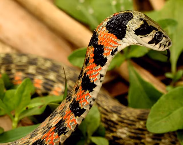 Khi bị đe dọa, rắn hổ keelback sẽ phình gáy lên, nơi có hai tuyến chứa đầy hóa chất bufadienolides - một loại hóa chất có thể gây khó thở và tác động mạnh đến cơ tim. Chúng thích ăn thịt cóc - loài động vật lưỡng cư có các mụn da nổi trên lưng chứa đầy chất độc bufadienolides. Qua đó, chúng hấp thụ chất độc rồi dùng để đối đầu kẻ thù khi cần thiết.