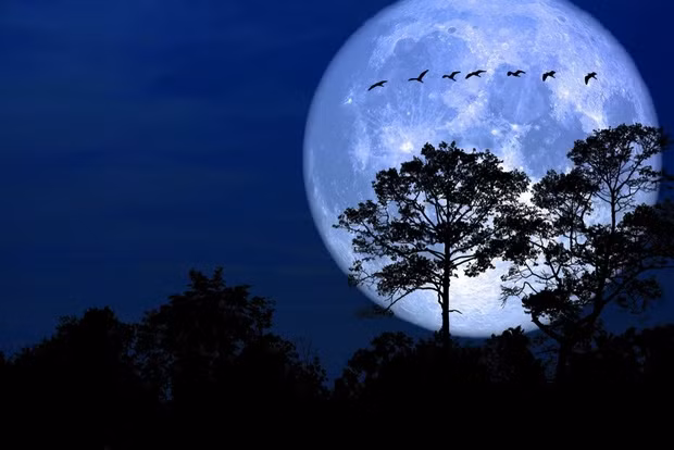 Siêu trăng ngày 29/9 còn được gọi là "Trăng thu hoạch". Khi hiện tượng siêu trăng diễn ra, Mặt Trăng ở điểm gần Trái Đất nhất trên quỹ đạo, gọi là cận điểm (perigee).