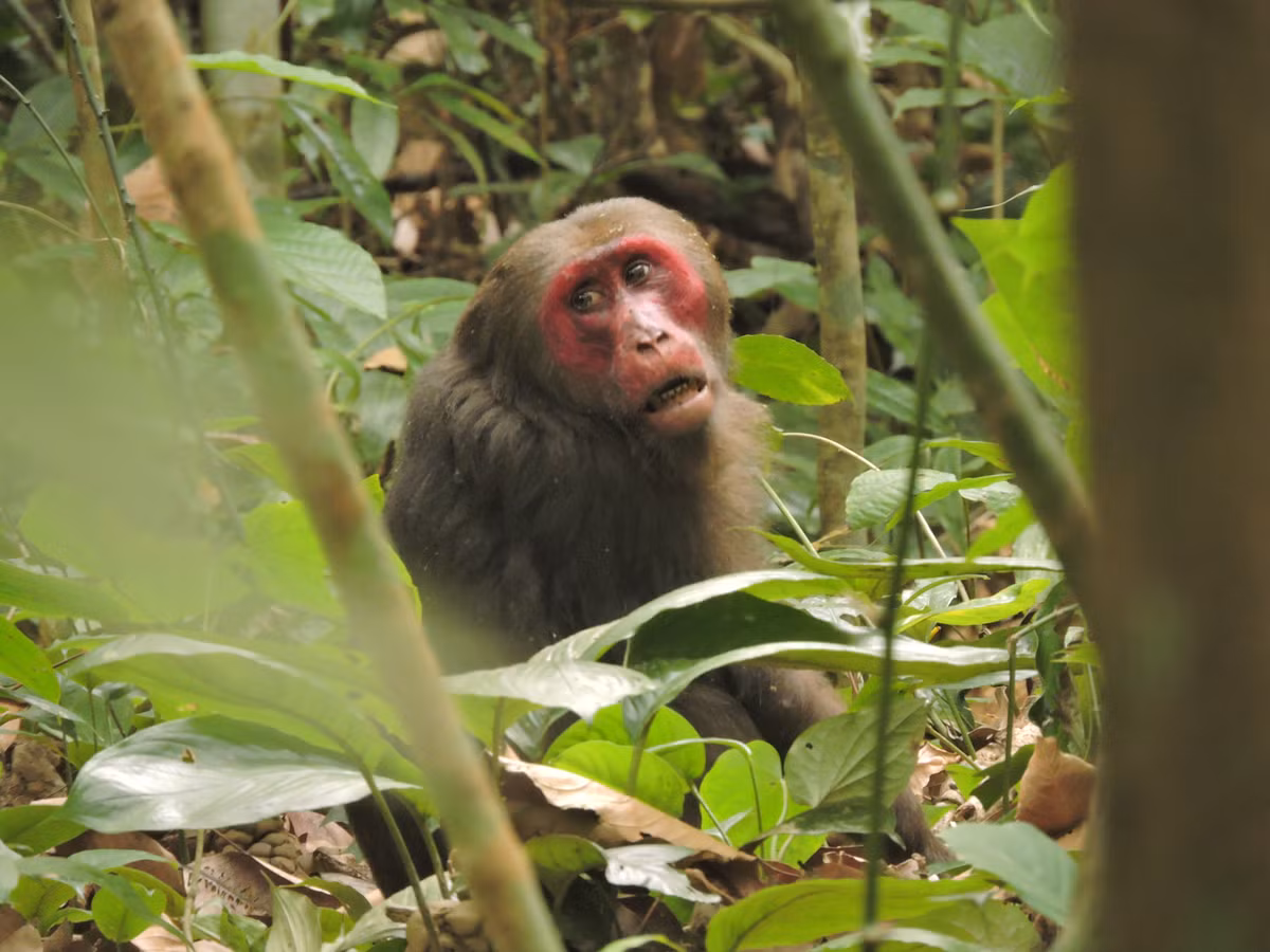 Khỉ mặt đỏ có tên khoa học Macaca Arctoides. Đây là loài có tên trong danh mục Sách Đỏ Việt Nam, là loài động vật rừng nguy cấp, quý hiếm nhóm IIB. Da mặt mỏng cùng số lượng mạch máu lớn là những yếu tố khiến loài khỉ này có mặt đỏ nổi bật.