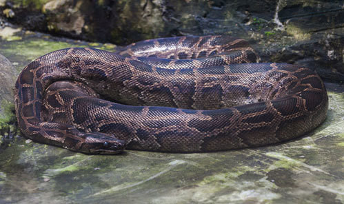 Trăn đất có tên khoa học là Python molurus. Khi trưởng thành, mỗi cá thể có kích thước trung bình 4 - 6m. Đặc biệt, một số cá thể dài khoảng 8m và nặng hơn 100 kg. Chúng thường ở trong hang hốc và chủ yếu đi kiếm mồi vào ban đêm. Chúng dành phần lớn thời gian trên cây để săn mồi ở các rừng thưa, gần các sông suối.