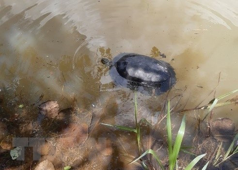 Các cá thể động vật hoang dã được Ban Quản lý Vườn Quốc gia Bù Gia Mập tiếp nhận và tái thả về rừng gồm: 2 cá thể khỉ đuôi lợn; 2 cá thể khỉ đuôi dài; 1 cá thể khỉ mặt đỏ; 1 cá thể mèo rừng; 1 cá thể rắn ráo trâu; 2 cá thể trăn (một cá thể trăn gấm, một cá thể trăn đất) và một cá thể rùa răng.