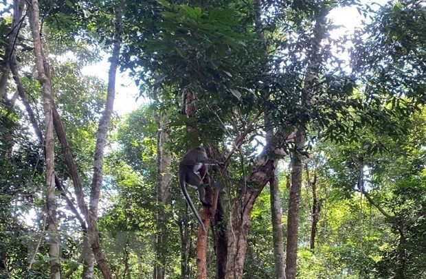 Theo thông tin từ Ban Quản lý Vườn Quốc gia Bù Gia Mập, đơn vị đã tiếp nhận 10 cá thể động vật hoang dã từ Chi cục Kiểm lâm tỉnh Tây Ninh để tái thả về rừng tự nhiên thuộc lâm phần Vườn Quốc gia Bù Gia Mập, huyện Bù Gia Mập, tỉnh Bình Phước.