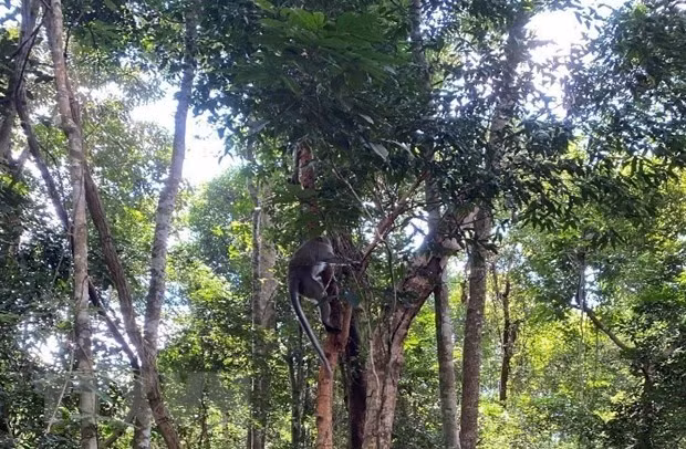 Theo thông tin từ Ban Quản lý Vườn Quốc gia Bù Gia Mập, đơn vị đã tiếp nhận 10 cá thể động vật hoang dã từ Chi cục Kiểm lâm tỉnh Tây Ninh để tái thả về rừng tự nhiên thuộc lâm phần Vườn Quốc gia Bù Gia Mập, huyện Bù Gia Mập, tỉnh Bình Phước.