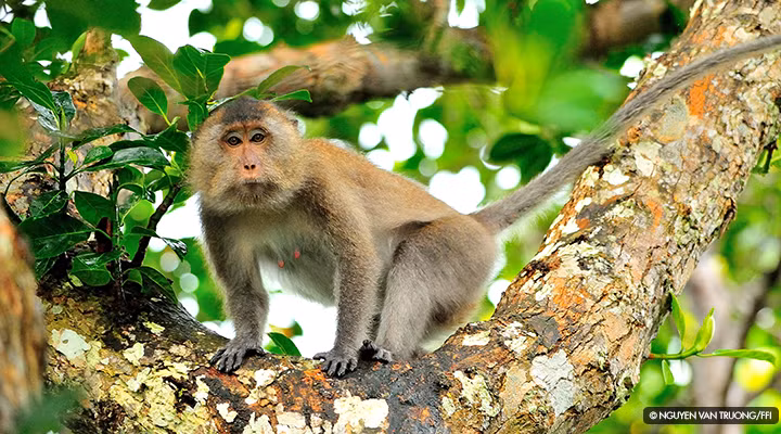 Khỉ đuôi dài có tên khoa học là Macaca fascicularis, thuộc nhóm IIB trong danh mục động vật rừng nguy cấp quý hiếm. Đây là loài khỉ có tuổi thọ cao nhất khi mỗi cá thể có thể sống tới 37 năm. Đây cũng là loài có chiều dài đuôi lớn hơn so với cơ thể: chiều dài đuôi đạt mức tối đa là 65 cm trong khi chiều dài cơ thể tối đa là 55 cm.