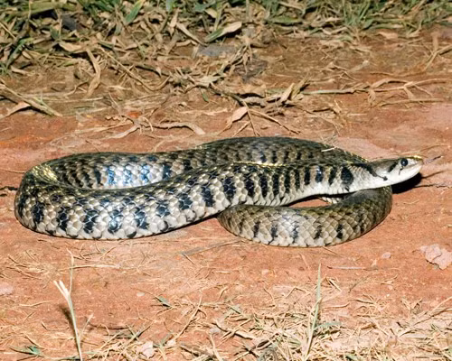 Rắn ráo trâu hay còn gọi rắn hổ trâu, rắn long thừa, rắn hổ hèo, rắn hổ dện (vện), là một loài rắn thuộc họ Rắn nước. Chúng hoạt động chủ yếu vào ban ngày, vừa sinh sống trên cây lẫn dưới đất, không độc và di chuyển nhanh. Chúng ăn nhiều loại con mồi và thường được tìm thấy ở các khu vực có loài gặm nhấm phát triển mạnh.