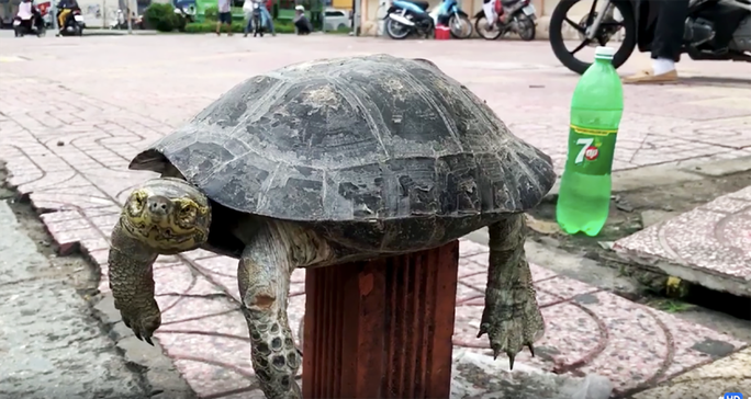 Rùa răng còn được gọi là Càng đước và có tên khoa học là Heosemys annandalii. Chúng thuộc một loài rùa lớn trong họ Emydidae, có nguồn gốc từ Đông Nam Á. Loài rùa này sống thủy sinh, ăn cỏ và có thể có kích thước lớn tới hơn 51 cm.