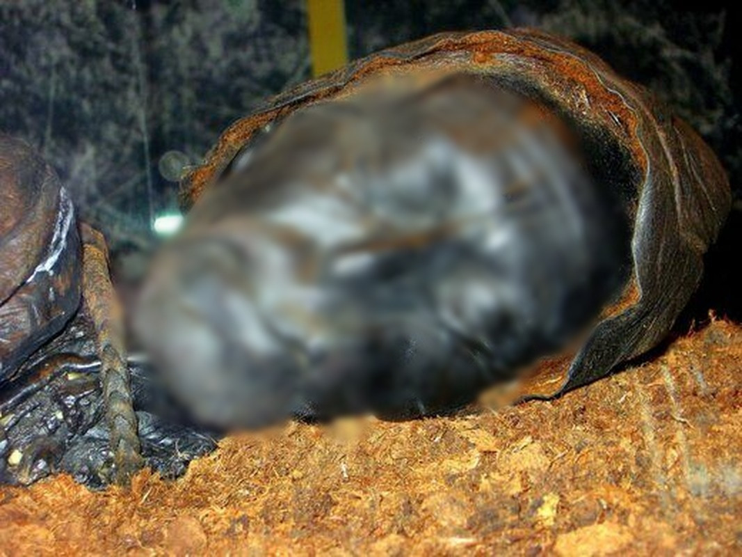 Kết quả kiểm tra, phân tích ruột cho thấy, Tollund Man đã ăn cháo đặc và cá vào bữa ăn cuối cùng trong đời. Trong đó, món cháo chứa 85% lúa mạch (Hordeum vulgare), 9% loại cỏ mang tên răm nước (Persicaria lapathifolia) và 5% lanh (Linum usitatissimum).