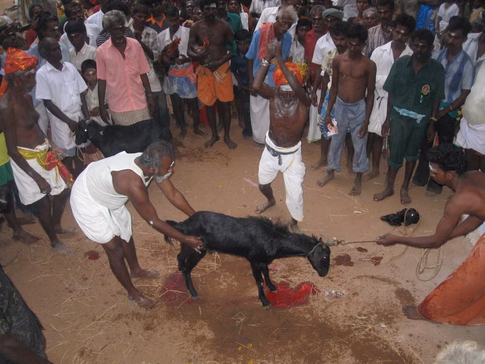 Đao phủ sẽ cố gắng để chém lìa cổ chú dê chỉ bằng một thao tác. Trong một buối lễ sẽ có nhiều chú dê bị tế thần, tùy thuộc vào sự đóng góp của các tín đồ.