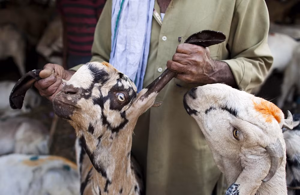 Để thực hiện nghi lễ này, người ta sẽ chọn ra những chú dê khỏe mạnh, không bệnh tật, có hình thể cân đối.