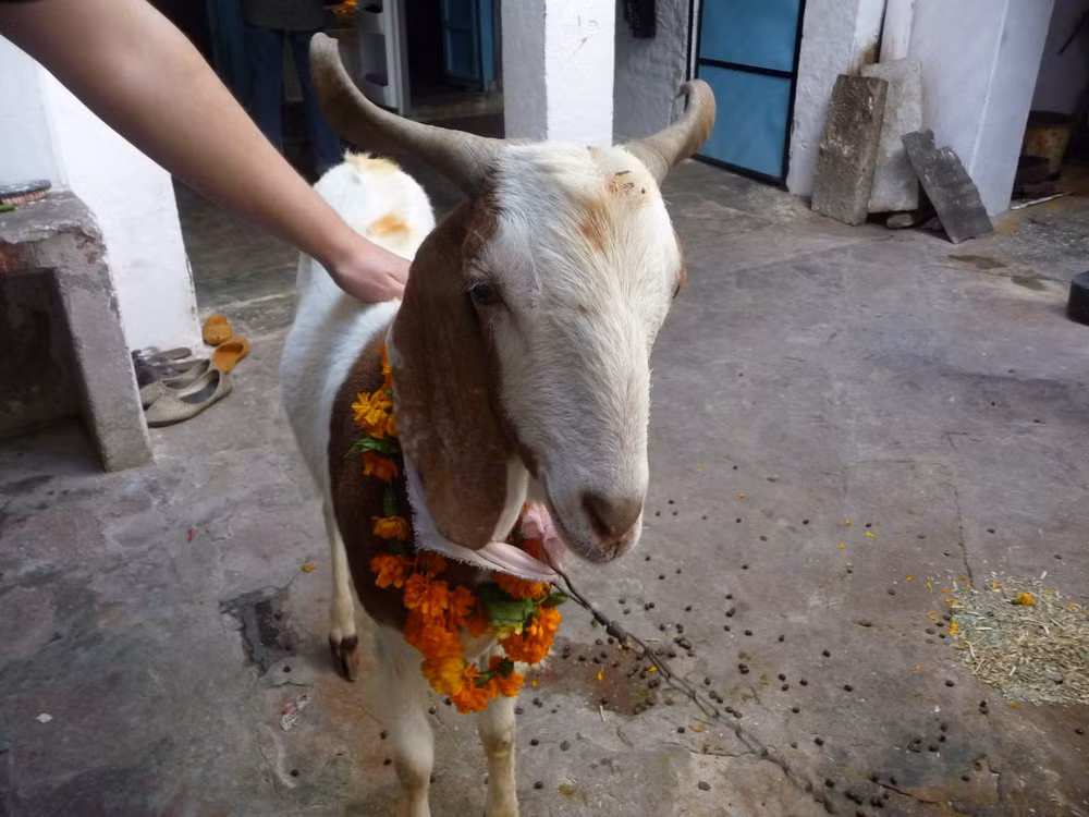 Trước buổi lễ, dê sẽ được tắm rửa, cho ăn uống đầy đủ. Nghi lễ sẽ diễn ra tại một địa điểm công cộng đã được ấn định trước.