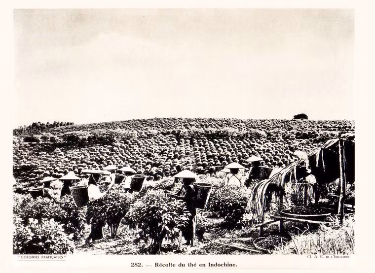 Thu hoạch chè.